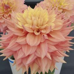 Dlia Decorativa 'Peaches and Cream'